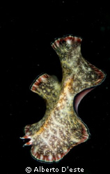 Vermis flat in night dive, Mafia Island, Tanzania, Nikon ... by Alberto D'este 